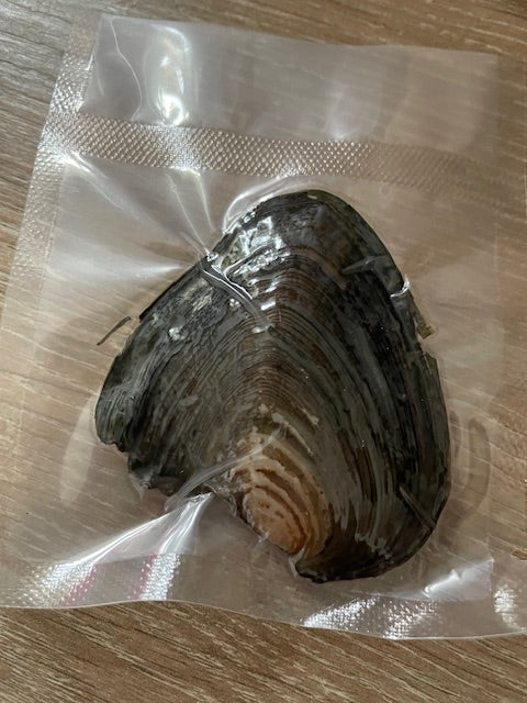 Rice Pearl Oyster
