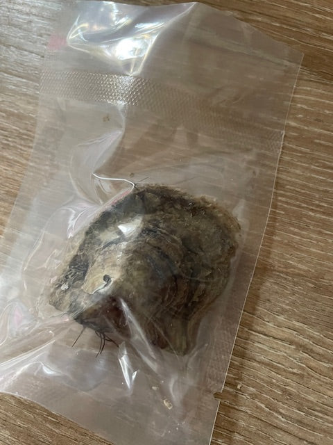 Akoya Pearl Oyster